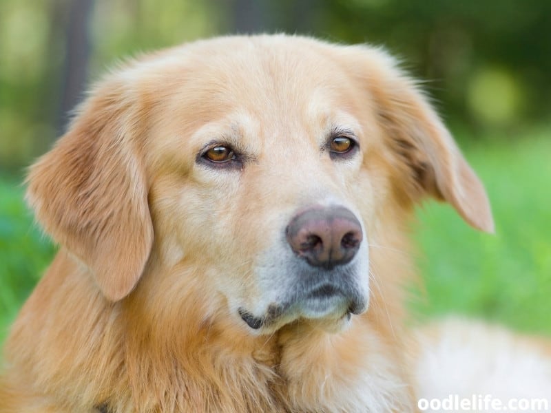 My Old Dog Just Stands And Stares At Me Oodle Life
