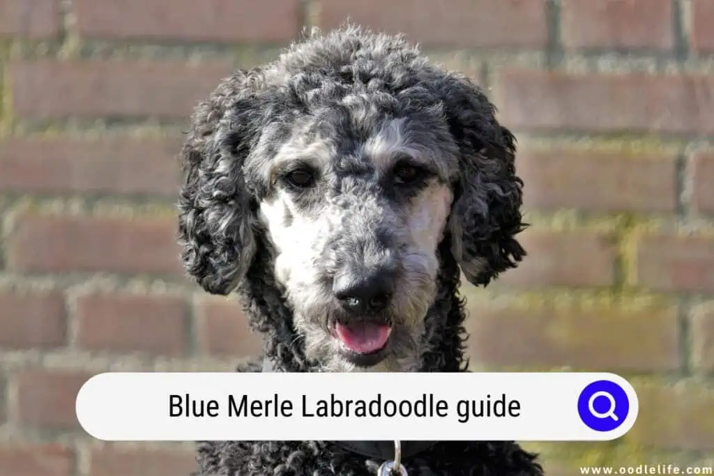 Blue Merle Labradoodle