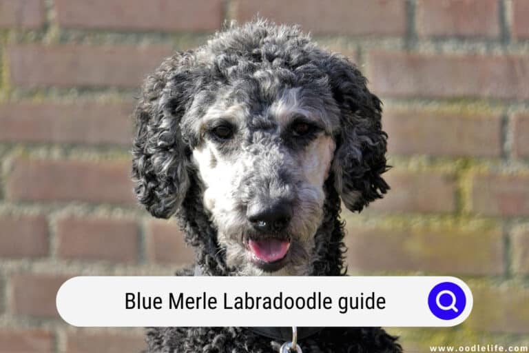 Blue Merle Labradoodle Guide