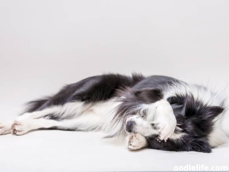 Why Is My Dog Suddenly Sleeping On The Floor? Oodle Life