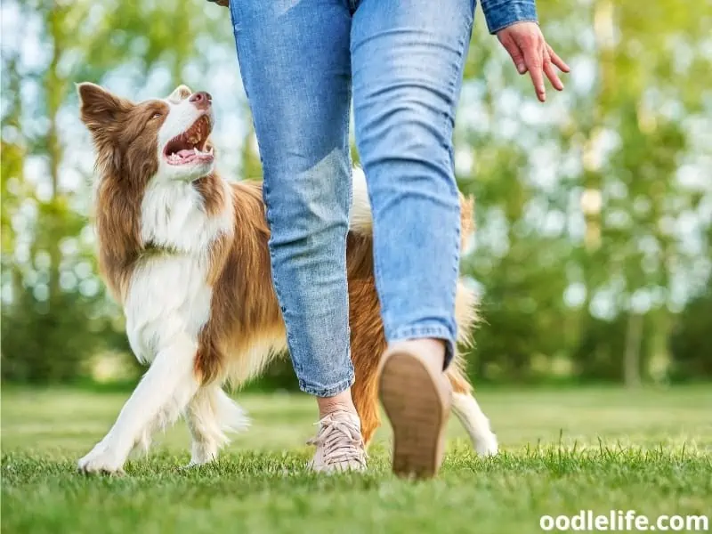 Border Collie follows owner