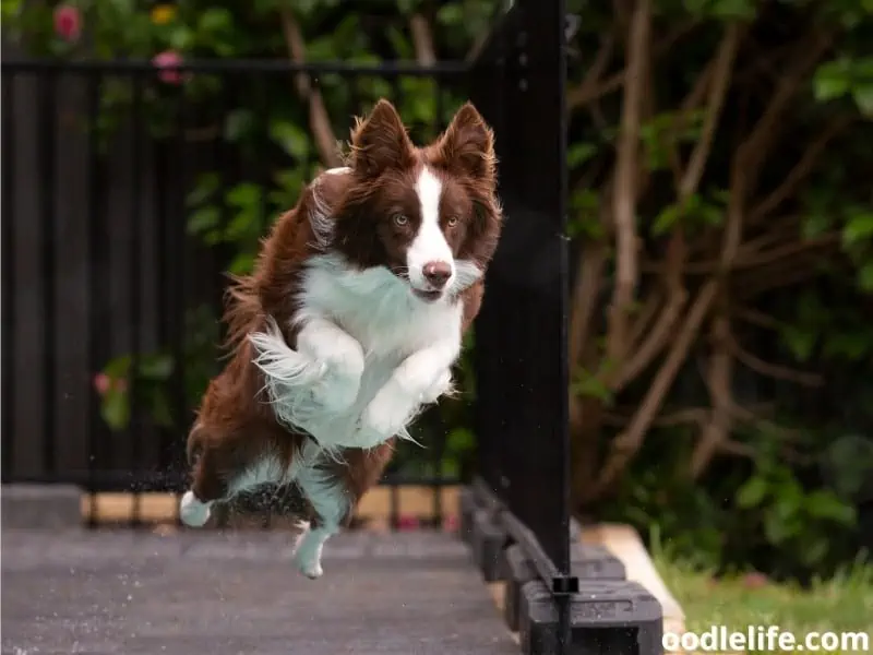 Border Collie high jumps