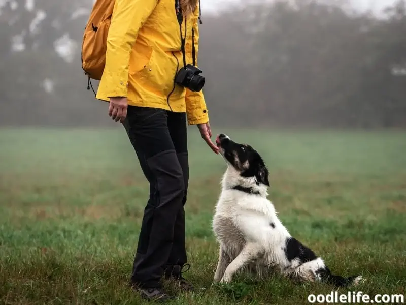 Border Collie licks hand