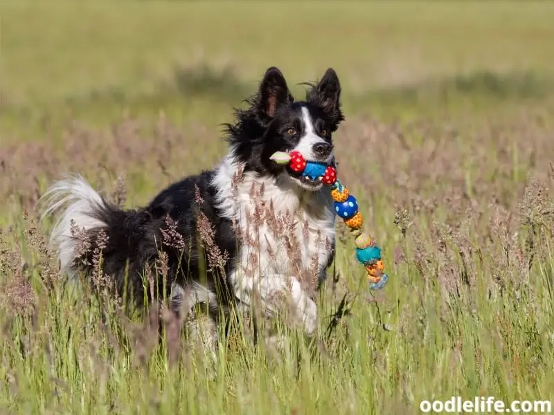 Border Collie with toy