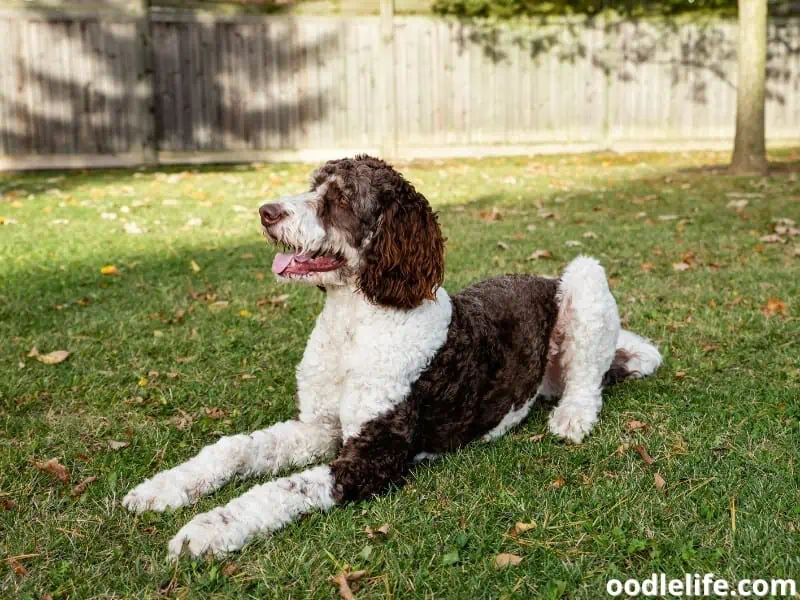 brown and white Bernedoodle