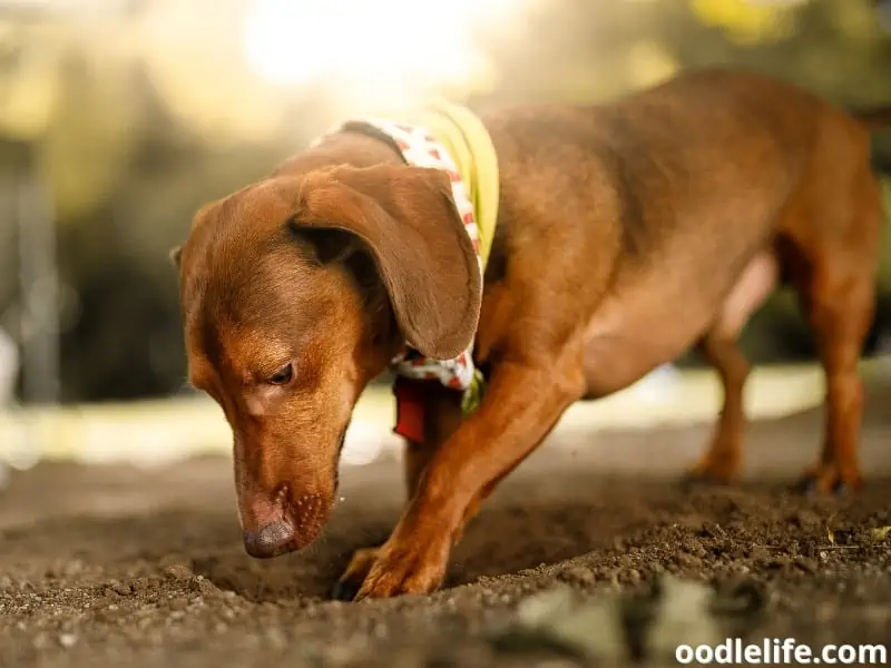 brown Dachshund digs hole