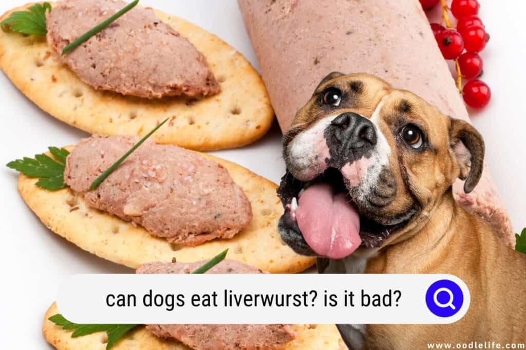 can dogs eat liverwurst