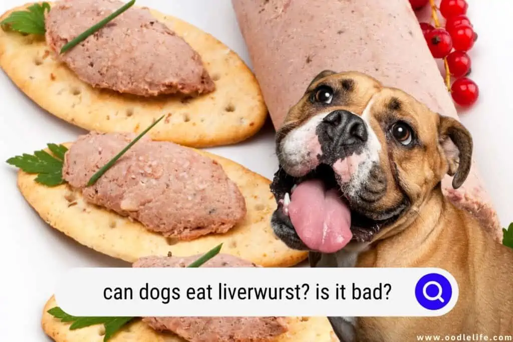can dogs eat liverwurst
