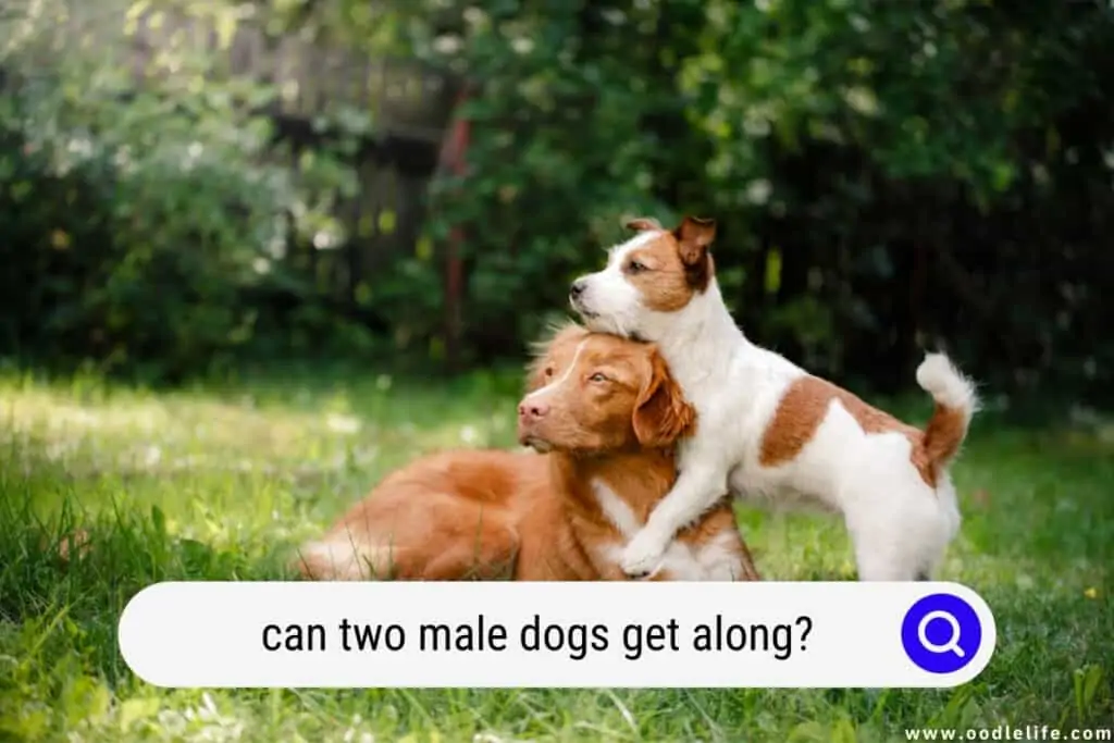 can two male dogs get along