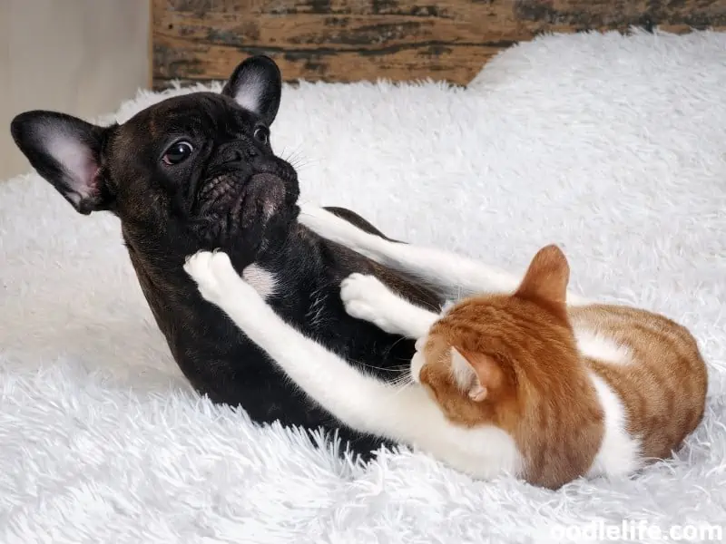 cat and dog fight