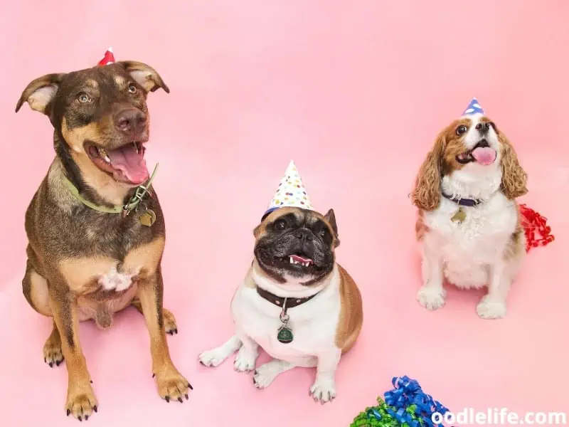 celebrates with furry friends