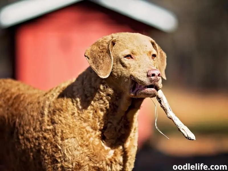 Chesapeake Bay Retriever stick