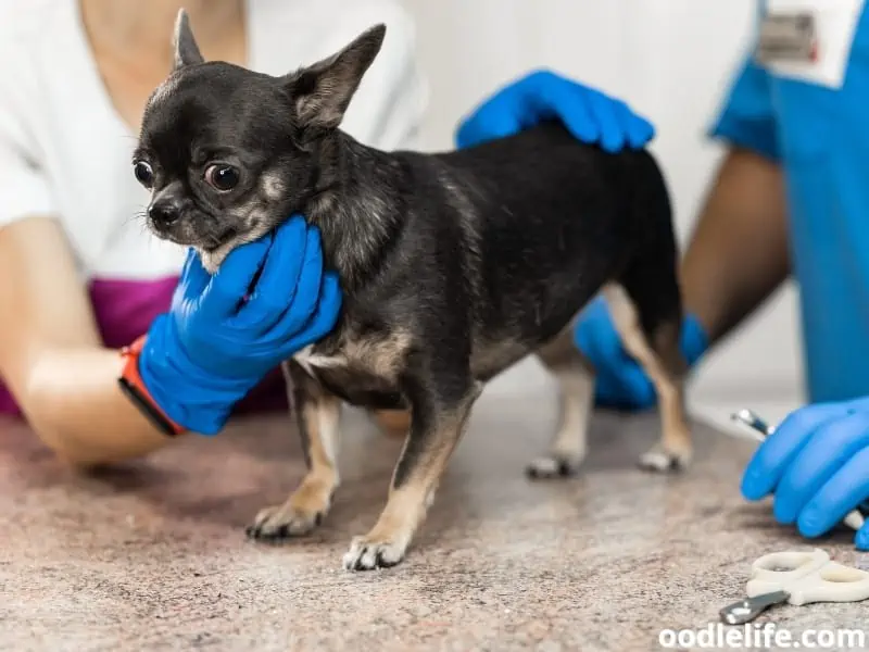 Chihuahua and vets