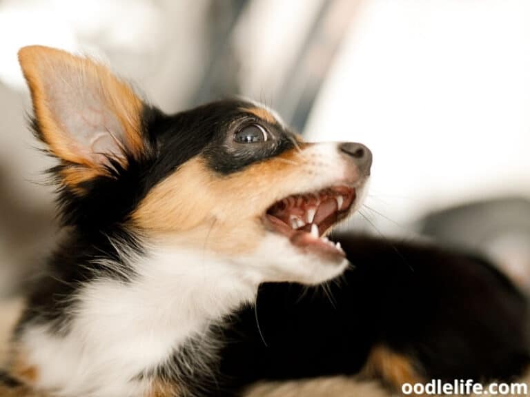 It Worked For Us The Best Bark Collar (2022 Options) Oodle Life