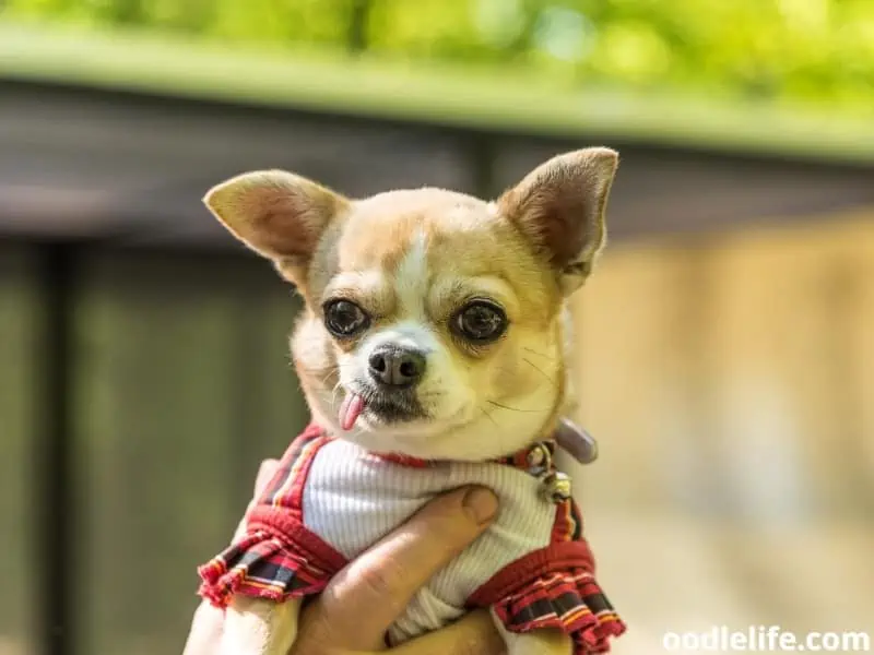 Chihuahua dressed tongue out