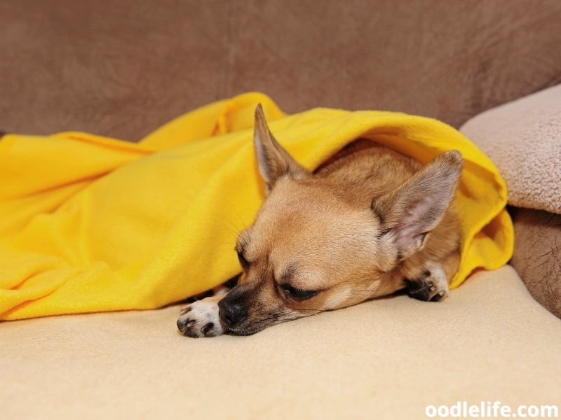 Chihuahua in a blanket