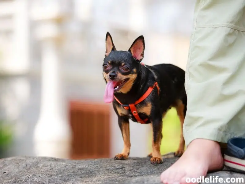 Chihuahua long tongue
