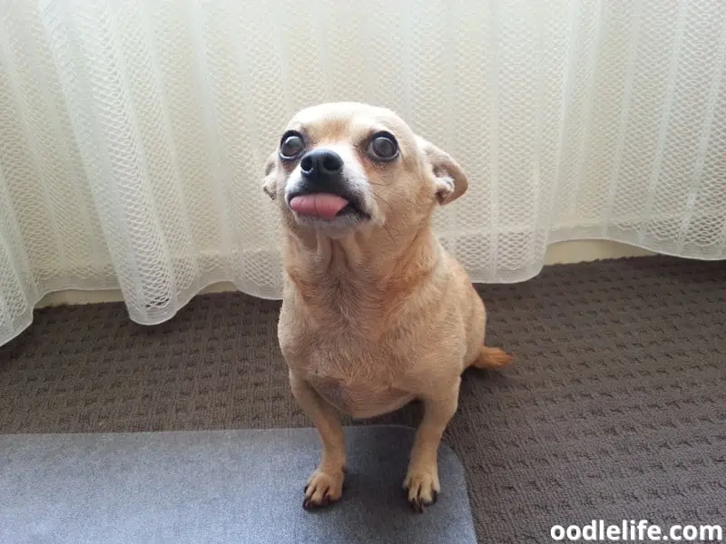 Chihuahua looks worried