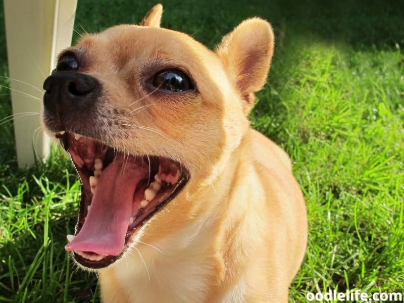 Chihuahua open mouth