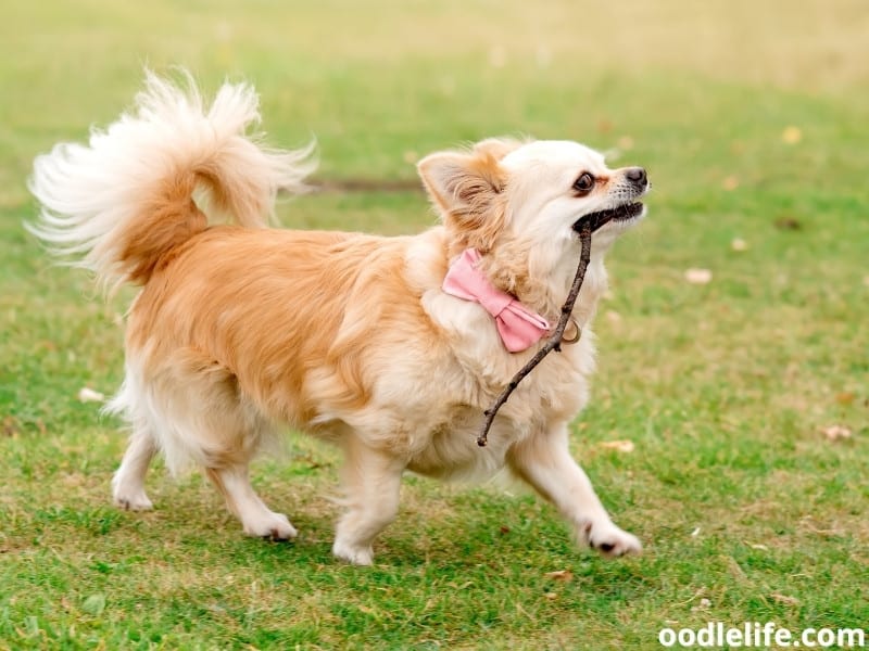 11 Top Blonde Dog Breeds (With Photos) - Oodle Life 11 Top Blonde Dog Breeds (With Photos) - Oodle Life