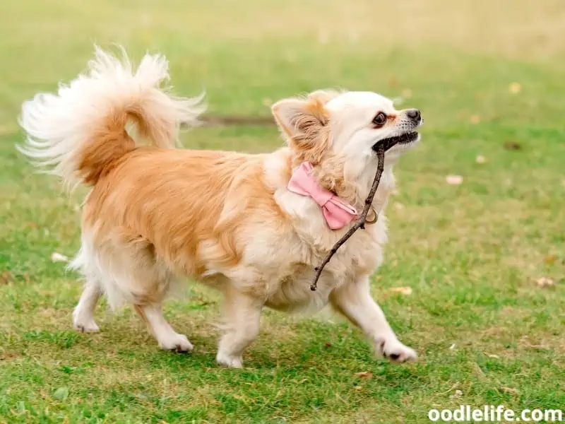 Chihuahua runs with a stick