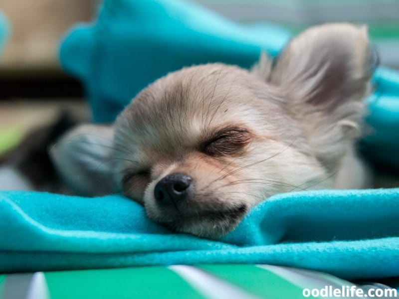 Chihuahua sleeps on blanket