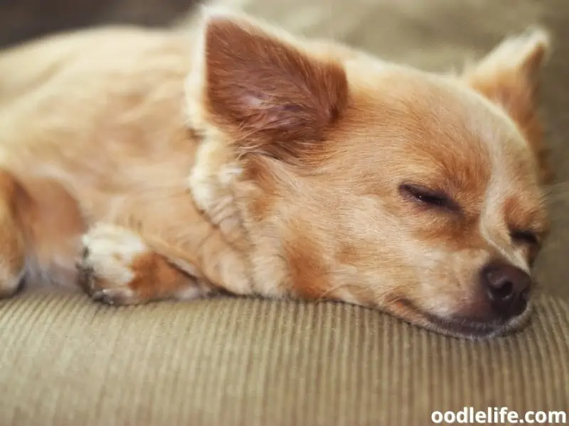 Chihuahua sleeps on couch