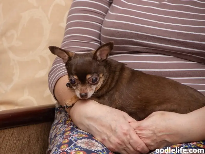 Chihuahua stays owner's lap