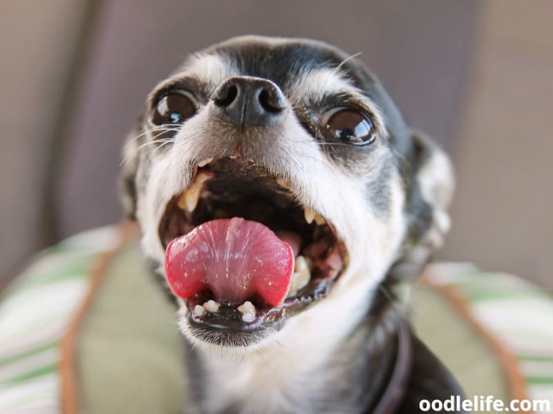 Chihuahua tongue is out