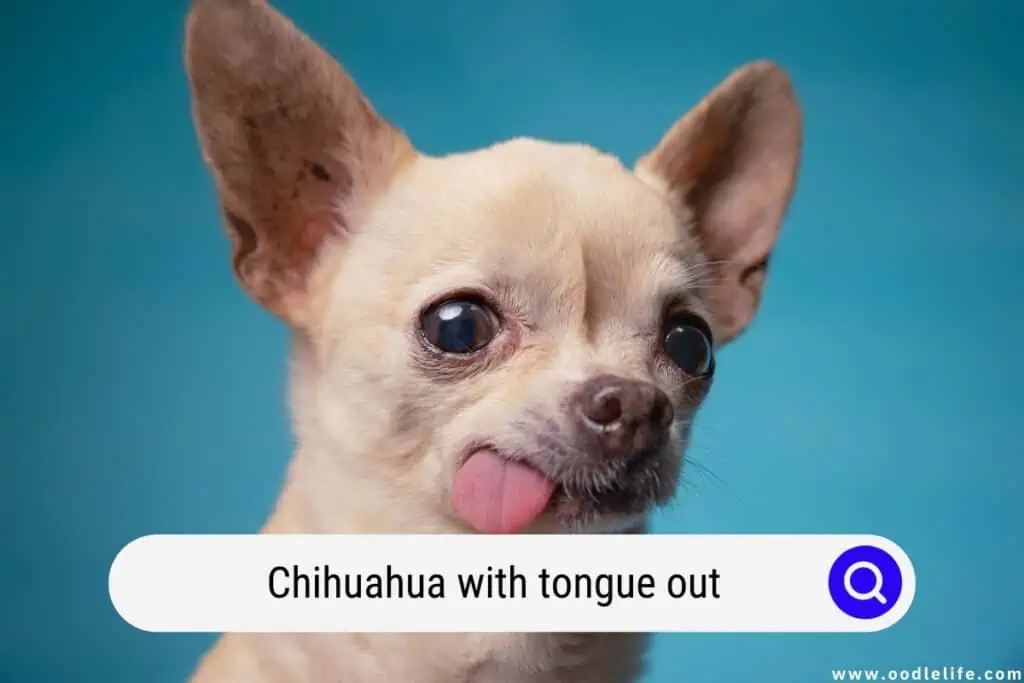 Chihuahua with tongue out