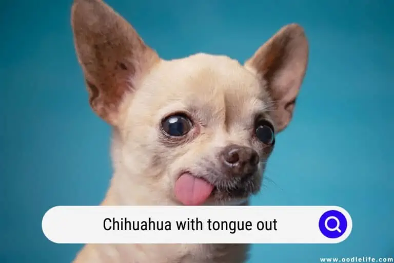 Chihuahua With Tongue Out (Causes and Fixes)