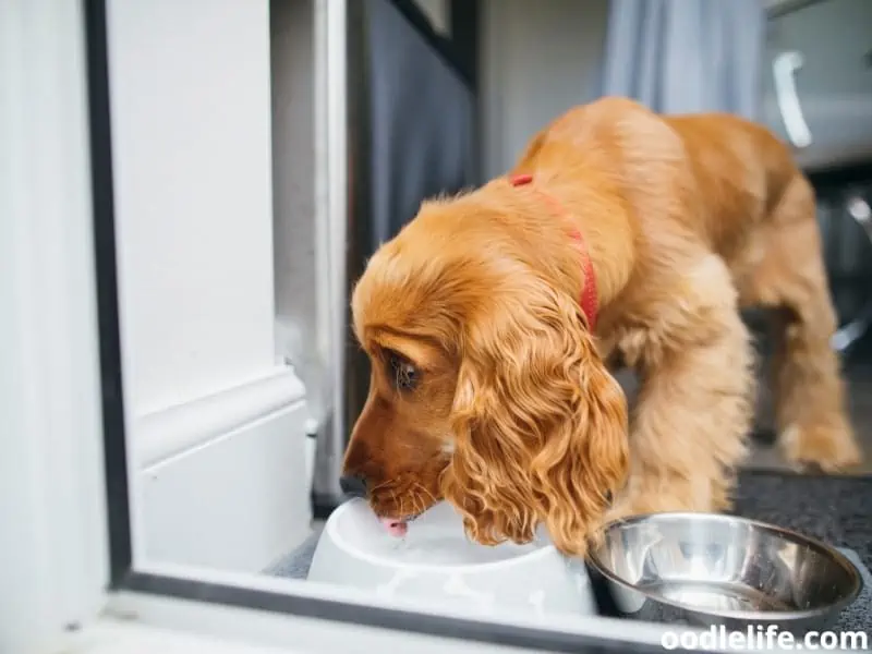 Cocker Spaniel drinks water