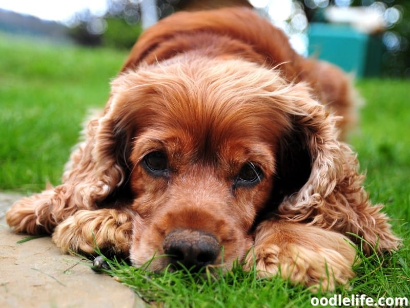 american cocker spaniel shedding a lot