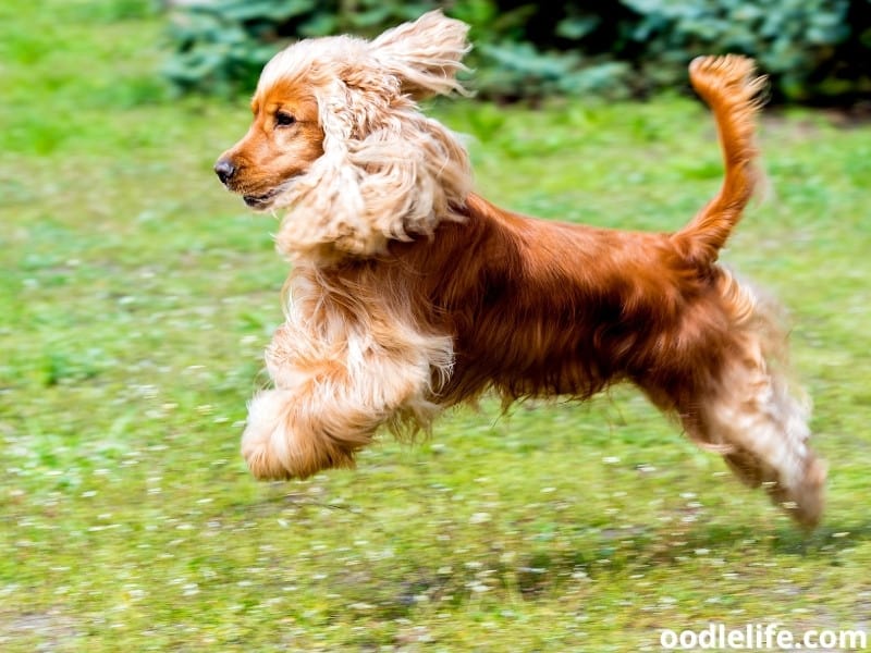 Cocker Spaniel runs away