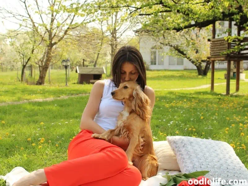 Cocker Spaniels with owner