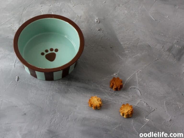 SOLVED! Dog Won't Eat From Bowl But Will From Hand Oodle Life