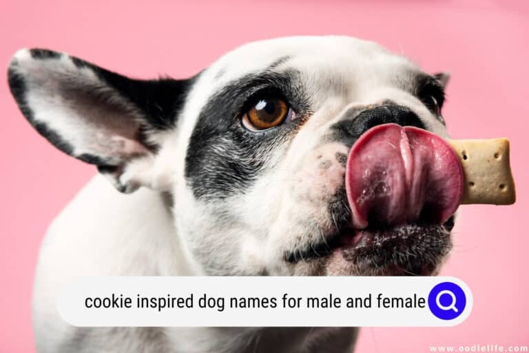 75+ Cookie Inspired Dog Names (Male and Female)