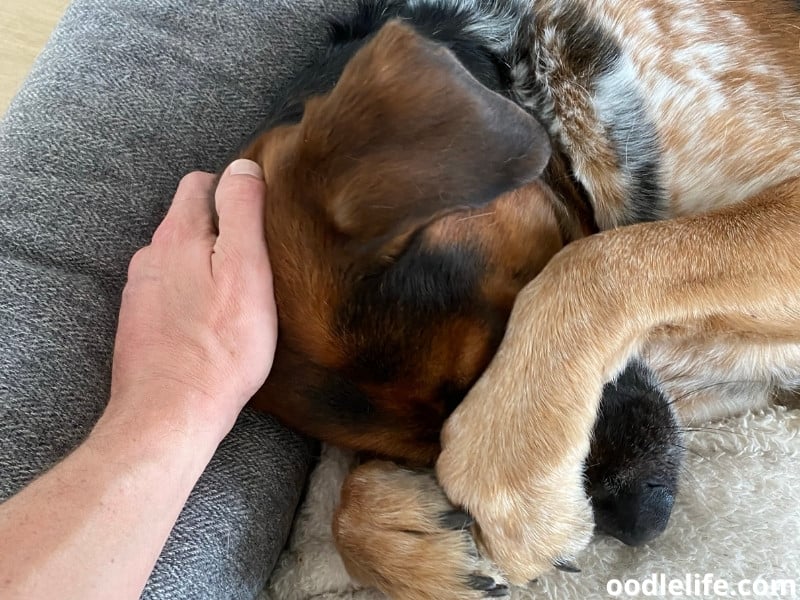 What Does It Mean When A Dog Covers His Nose