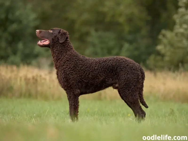 Curly-Coated Retriever 