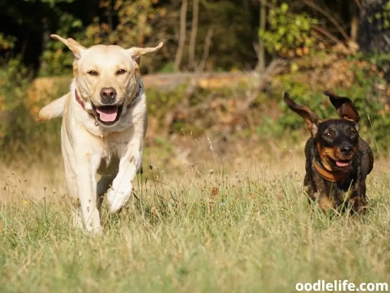 Dachshund and Labrador