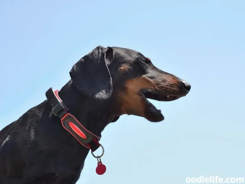 Dachshund barks