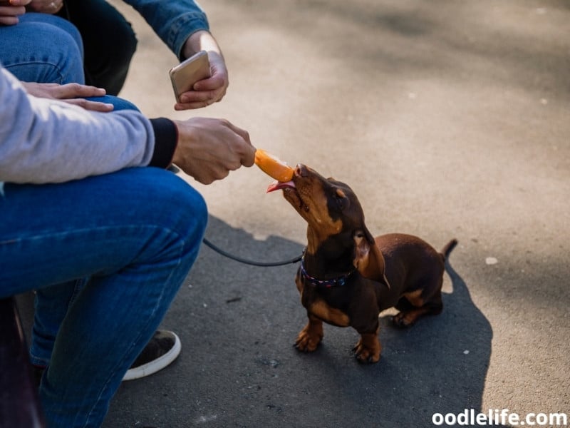 Dachshund feeds on popsicle
