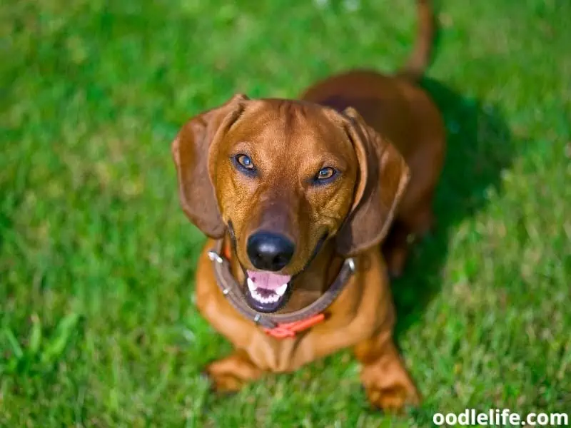 Dachshund looks up