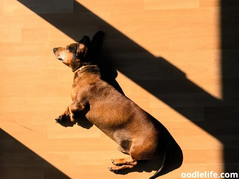 Dachshund lying on the floor