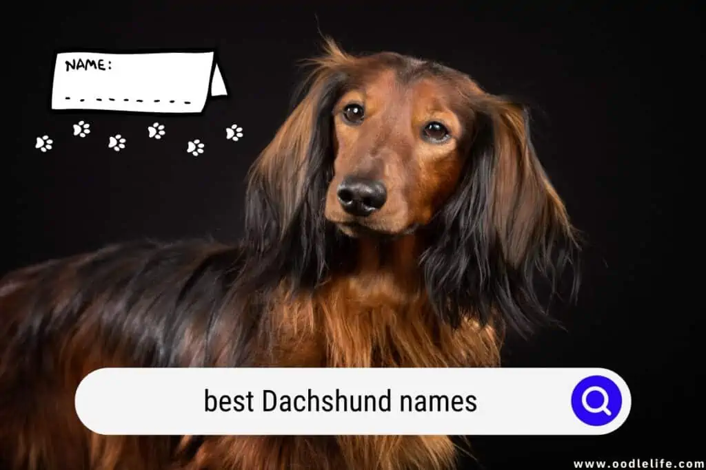 Dachshund names