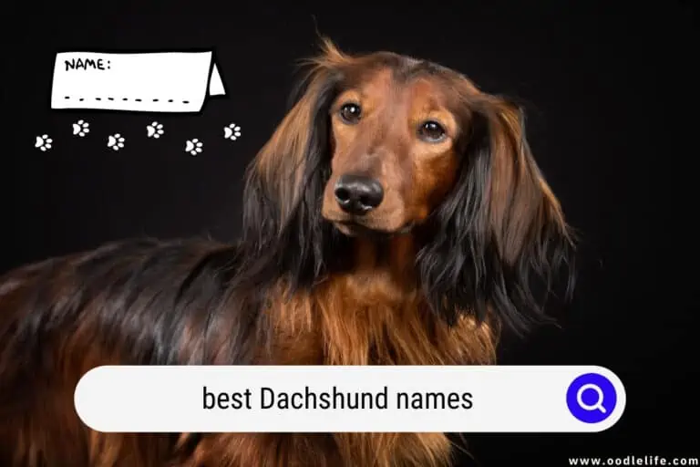 151 Best Dachshund Names of 2024 