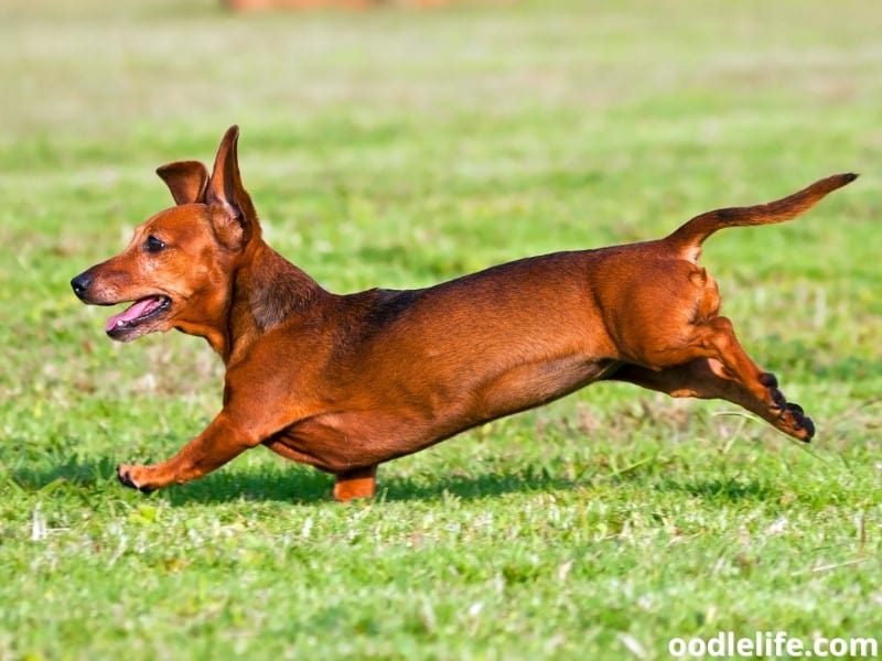 How Long Do Dachshunds Live? (Dachshund Lifespan) Oodle Life