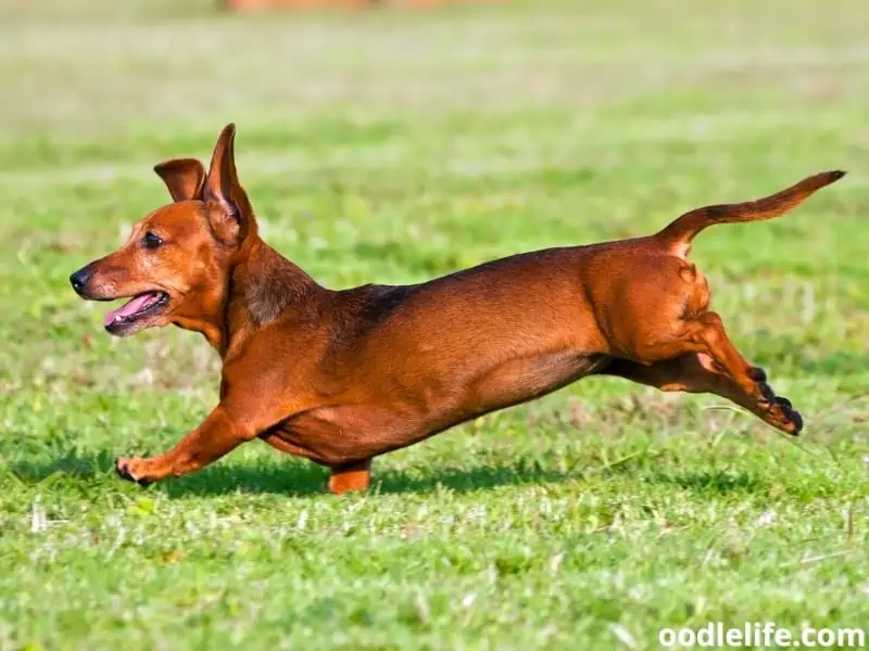 are miniature dachshund noisy