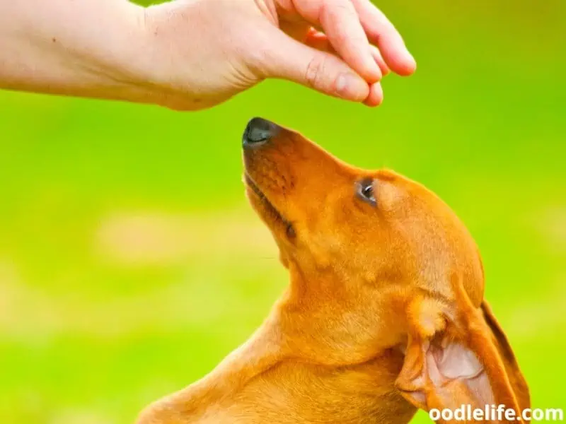 Dachshund training