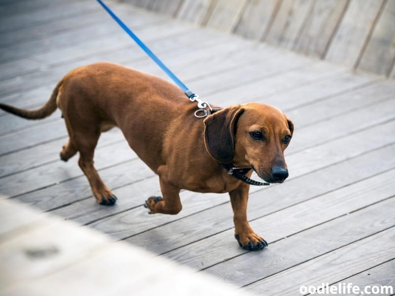 Dachshund walks with owner